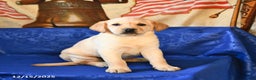 Labrador Retriever dogs for sale: Honey - Ad 1