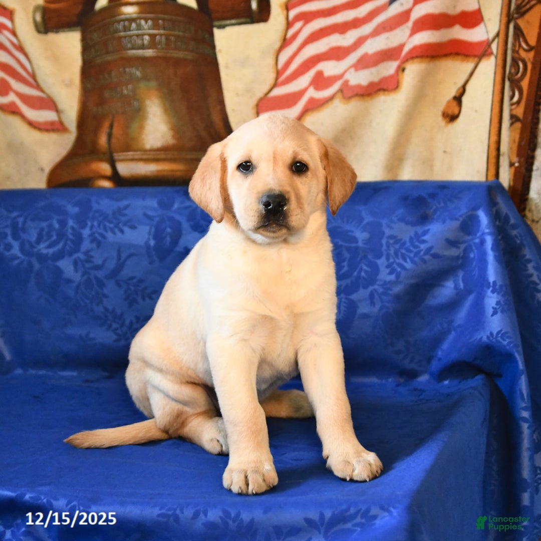 Labrador Retriever dogs for sale: Honey - Ad 1