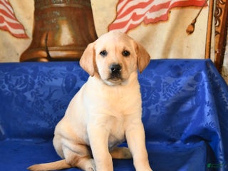 Labrador Retriever dogs Honey - Ad 7