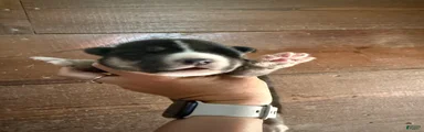 Kayce