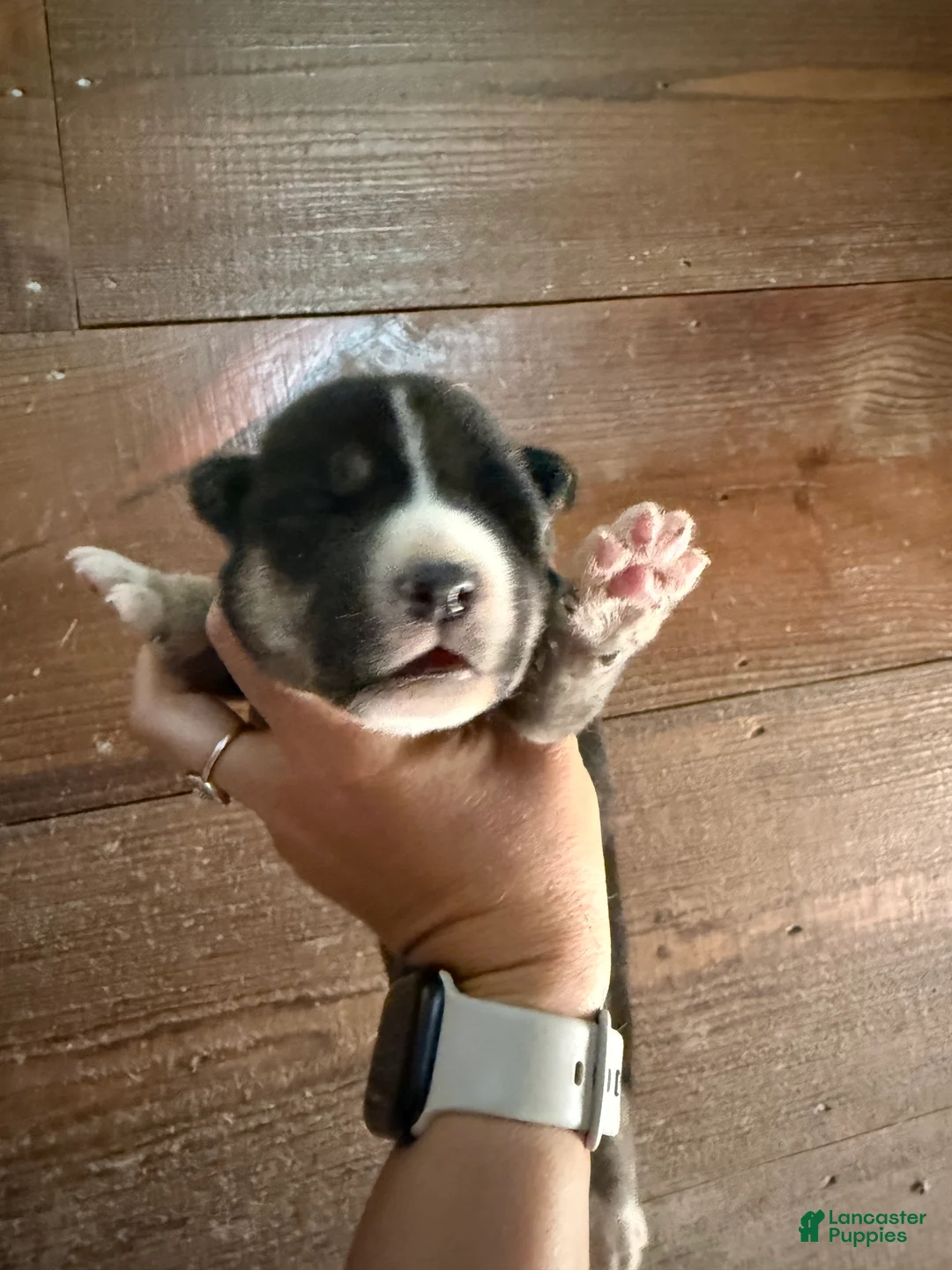 Gerberian Shepsky dogs for sale: Kayce - Ad 1