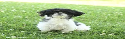 Shih Tzu dogs for sale: Smores - Ad 6