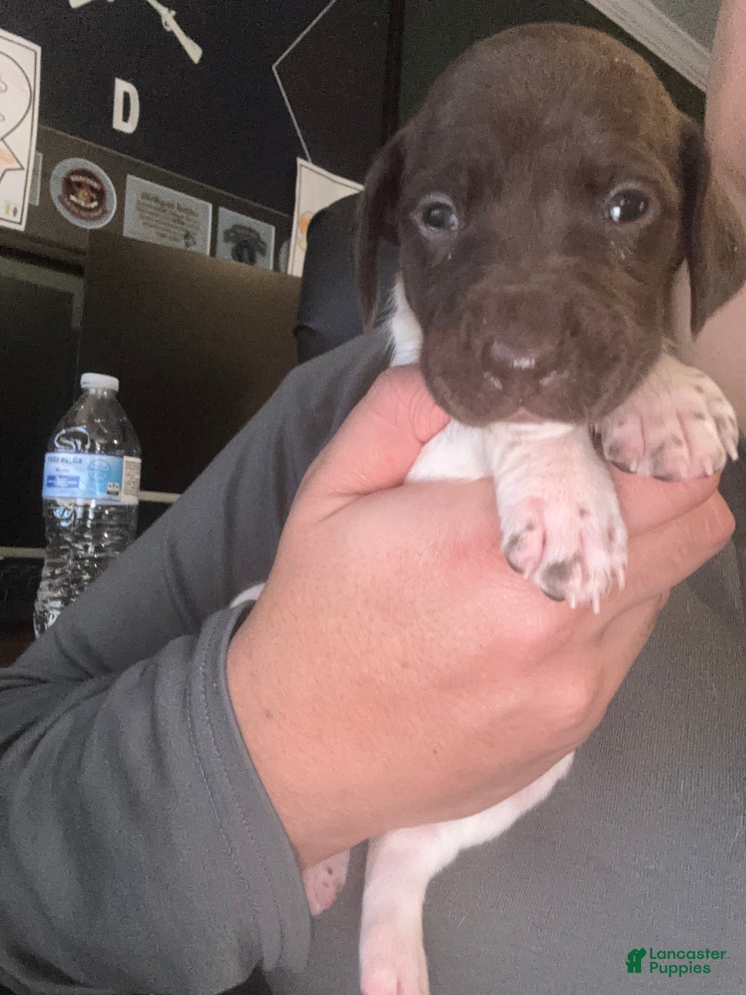 German Shorthaired Pointer dogs for sale: Cookie - Ad 1