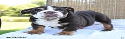 English Bulldog dogs for sale: Ronnie - Ad 3