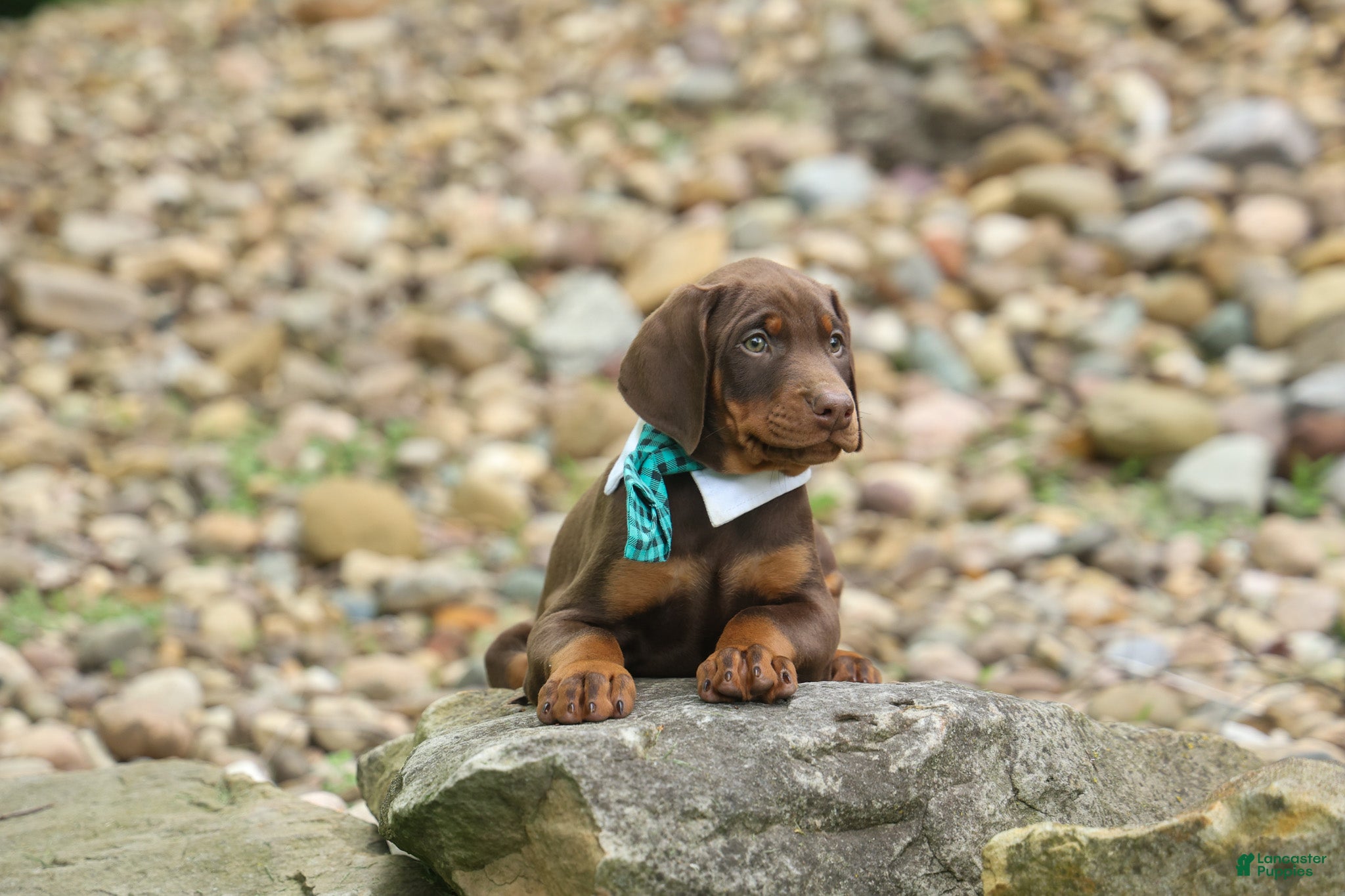 Doberman Pinscher dogs  Dexter (Red Rust)🐶 - Ad 2