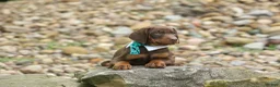 Doberman Pinscher dogs for sale:  Dexter (Red Rust)🐶 - Ad 1