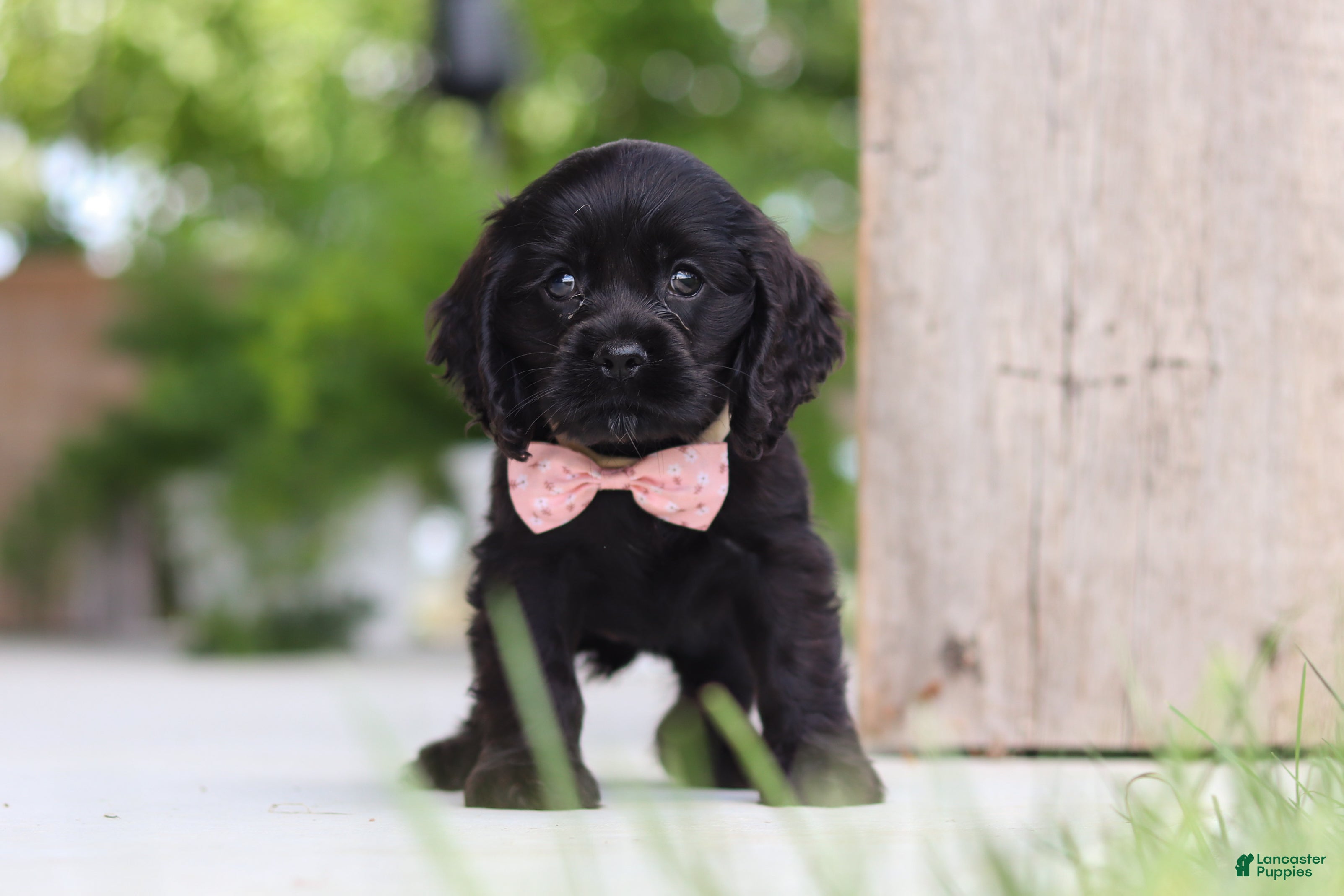 Cocker Spaniel dogs Beauty - Ad 1