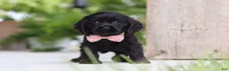 Cocker Spaniel dogs for sale: Beauty - Ad 1