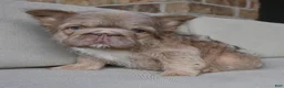 French Bulldog dogs for sale: Max - Ad 2