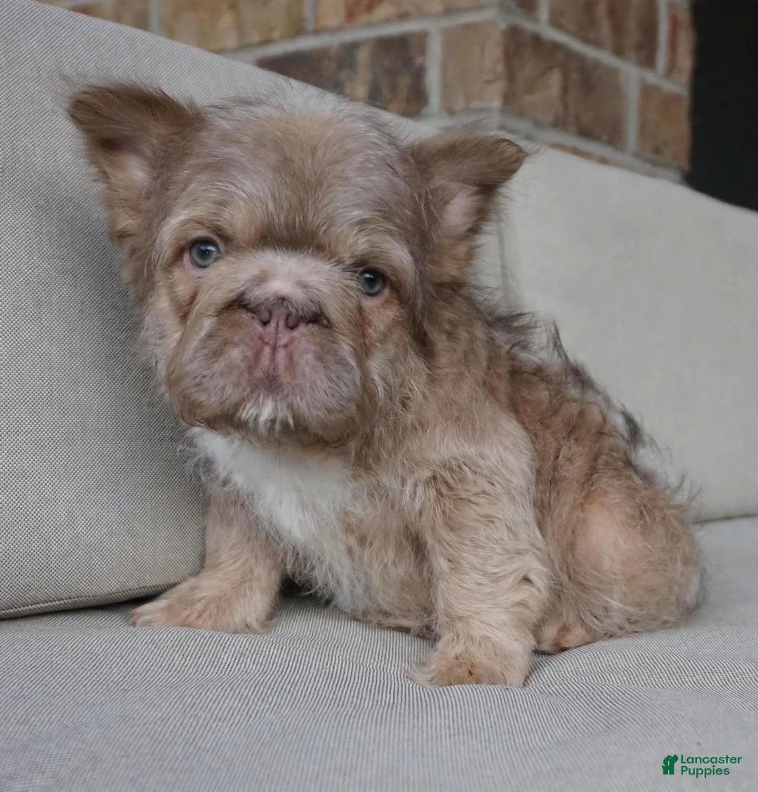 French Bulldog dogs for sale: Max - Ad 2