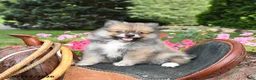 Pomeranian dogs for sale: Rascal - Ad 5