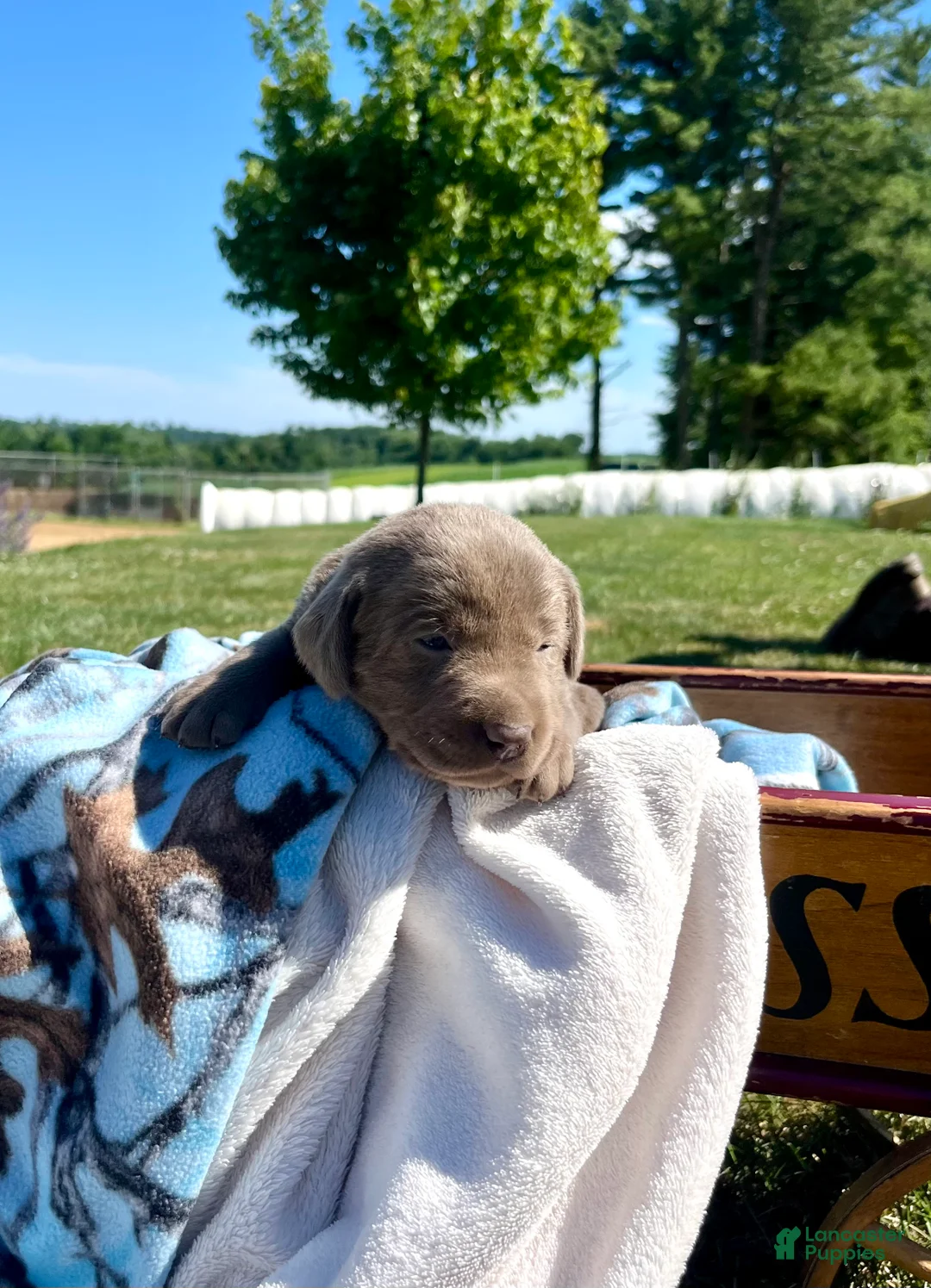 Labrador Retriever dogs for sale: Tilly❤️AKC Hip Cert - Ad 1