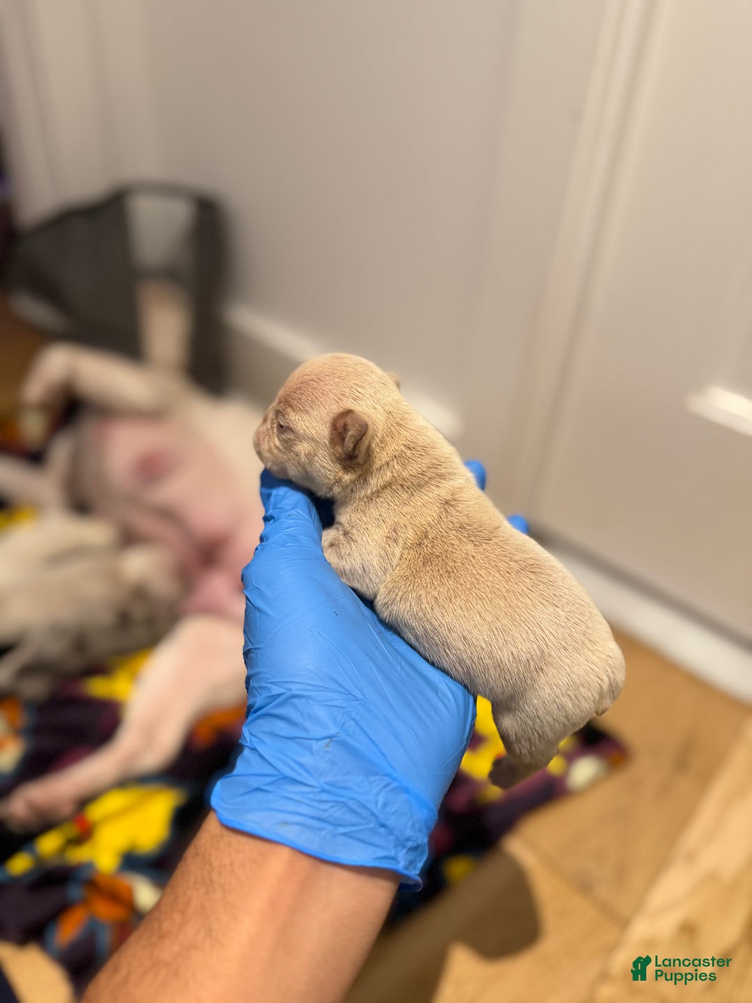 French Bulldog dogs for sale: Hazel - Ad 6