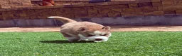 Siberian Husky dogs for sale: Utred - Ad 4