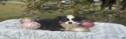 Miniature Australian Shepherd dogs for sale: Taz - Ad 2