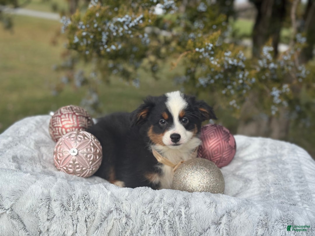 Miniature Australian Shepherd dogs for sale: Taz - Ad 2