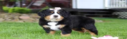 Bernese Mountain Dog dogs for sale: Sadie - Ad 7