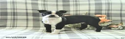 Boston Terrier dogs for sale: Tulip - Ad 2