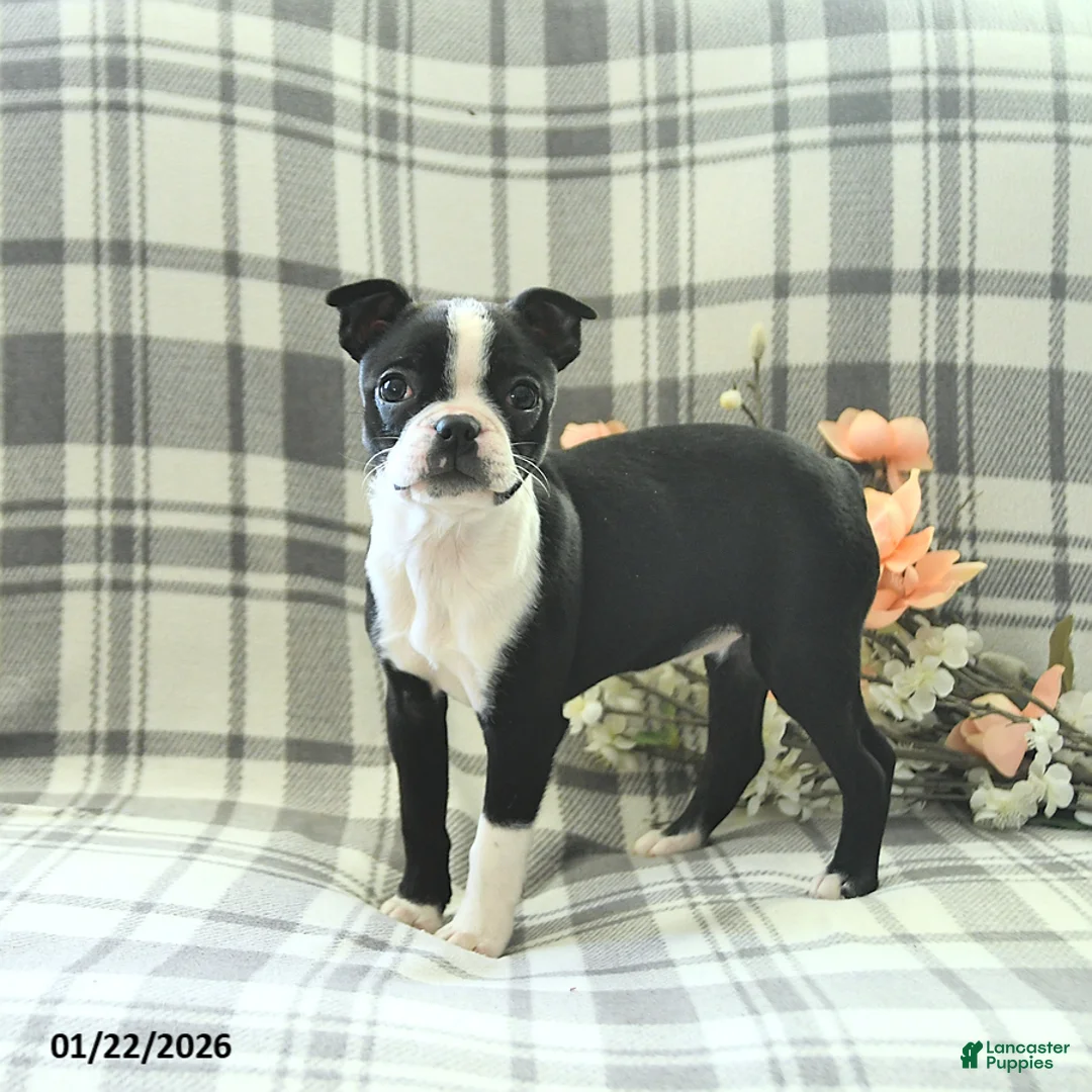 Boston Terrier dogs for sale: Tulip - Ad 2