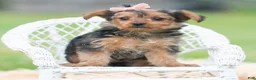 Yorkshire Terrier dogs for sale: Mimi - Ad 4