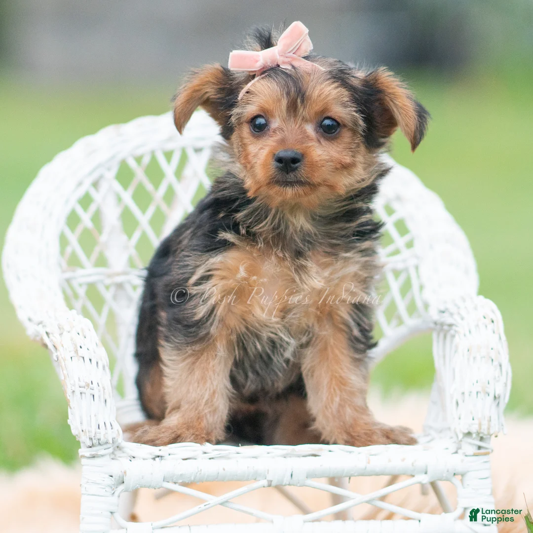Yorkshire Terrier dogs for sale: Mimi - Ad 4