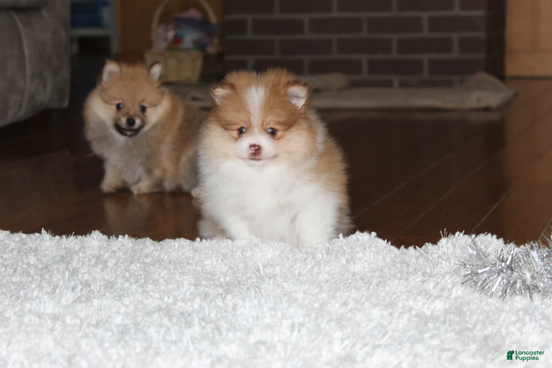 Pomeranian dogs for sale: Kenny - Ad 15