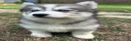 Siberian Husky dogs for sale: Chelsea - Ad 6