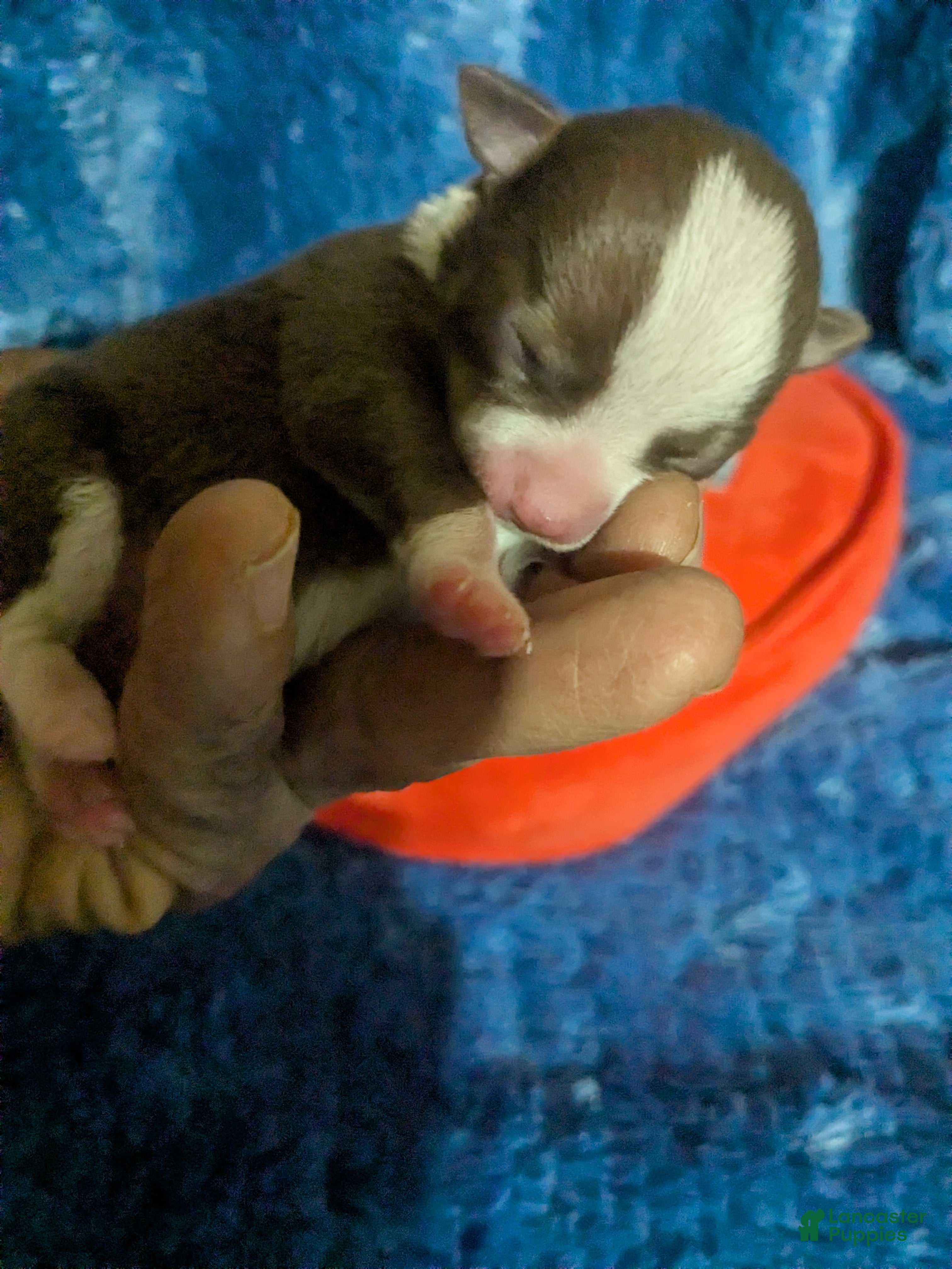 Chihuahua dogs for sale: Charlie Brown  - Ad 3