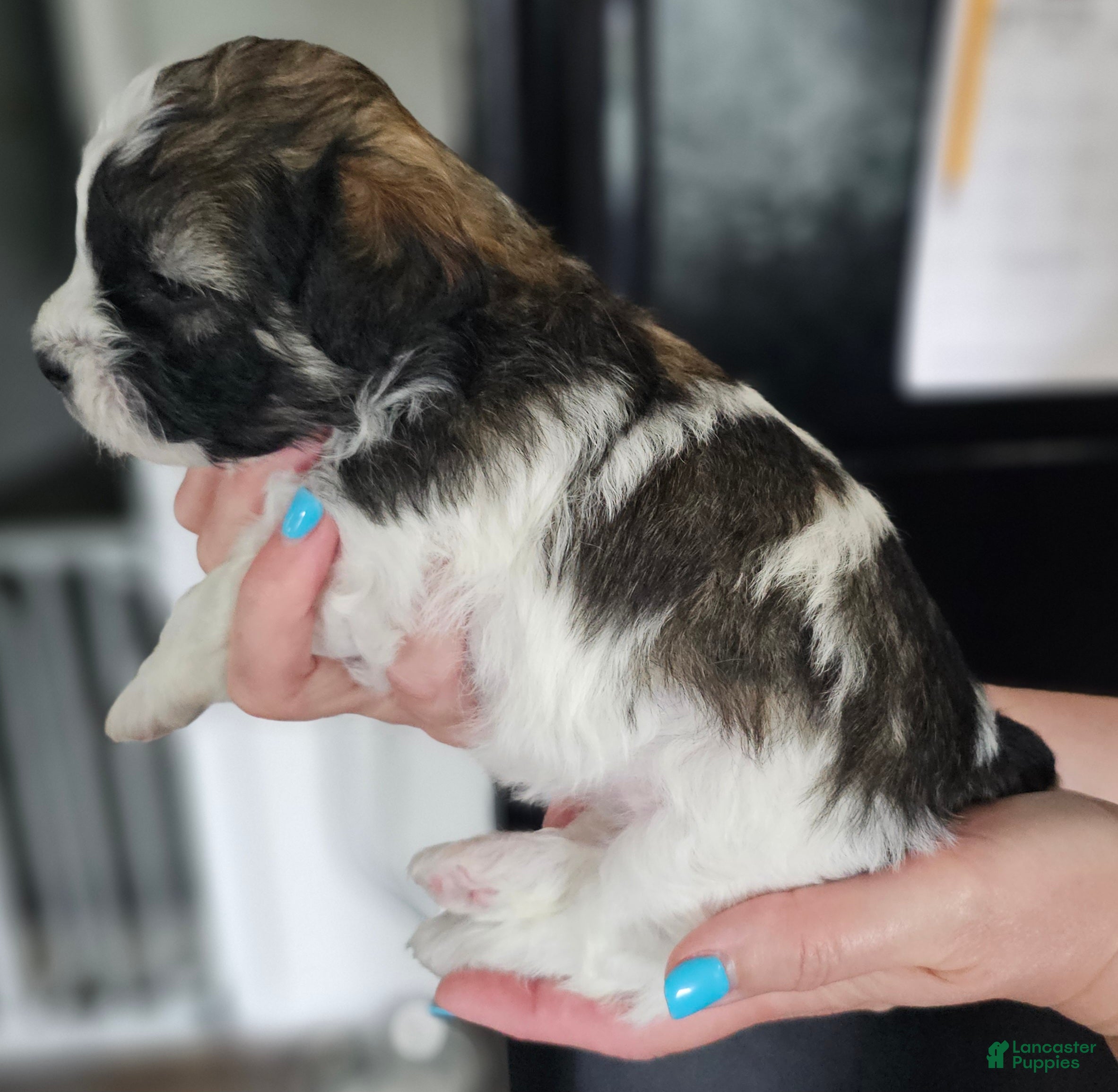 Teddy Bear dogs Sadie - Ad 1