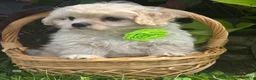 Mixed Breed dogs for sale: Karmel - Ad 10