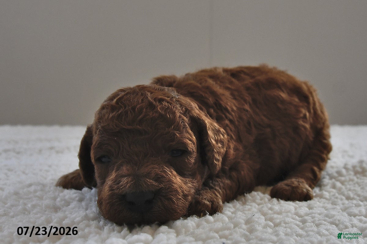 Mini Goldendoodle dogs Teddy - Ad 2
