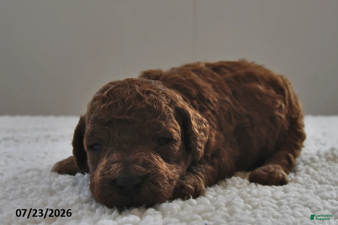 Mini Goldendoodle dogs for sale: Teddy - Ad 2