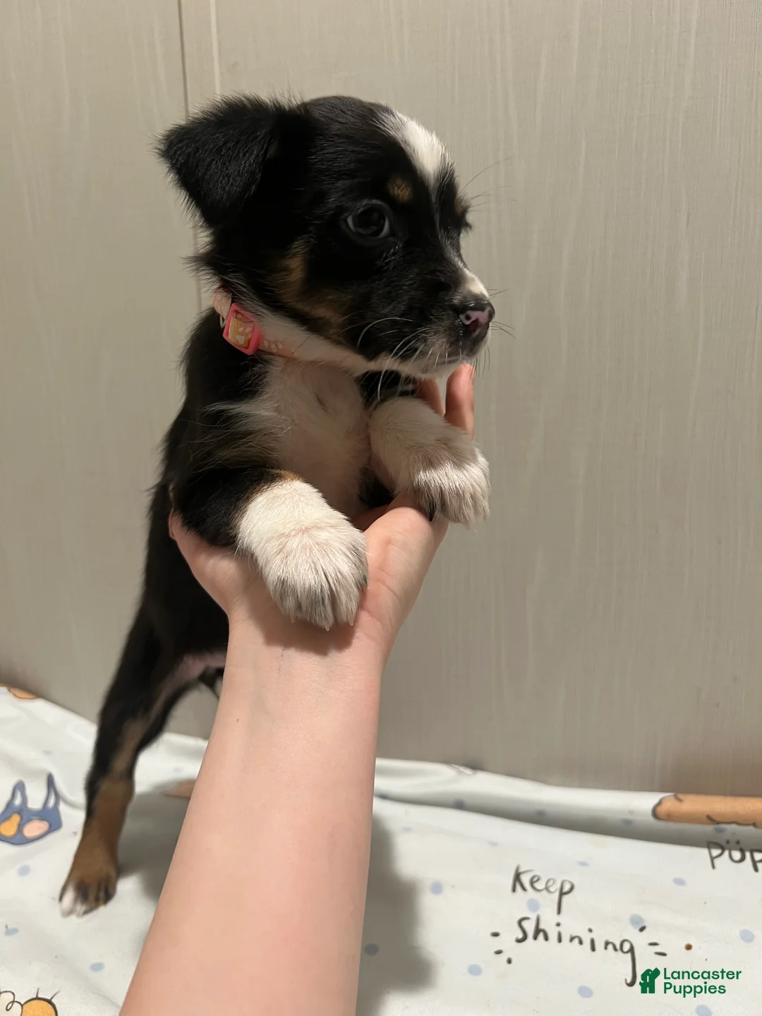 Mixed Breed dogs for sale: Mistletoe  - Ad 4