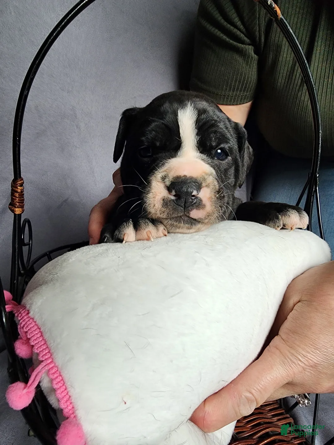 Olde English Bulldogge dogs for sale: Olde English Bulldogge Puppy 1 - Ad 1