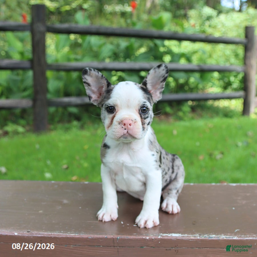 Frenchton dogs Kayla - Ad 2