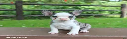 Frenchton dogs for sale: Kayla - Ad 2
