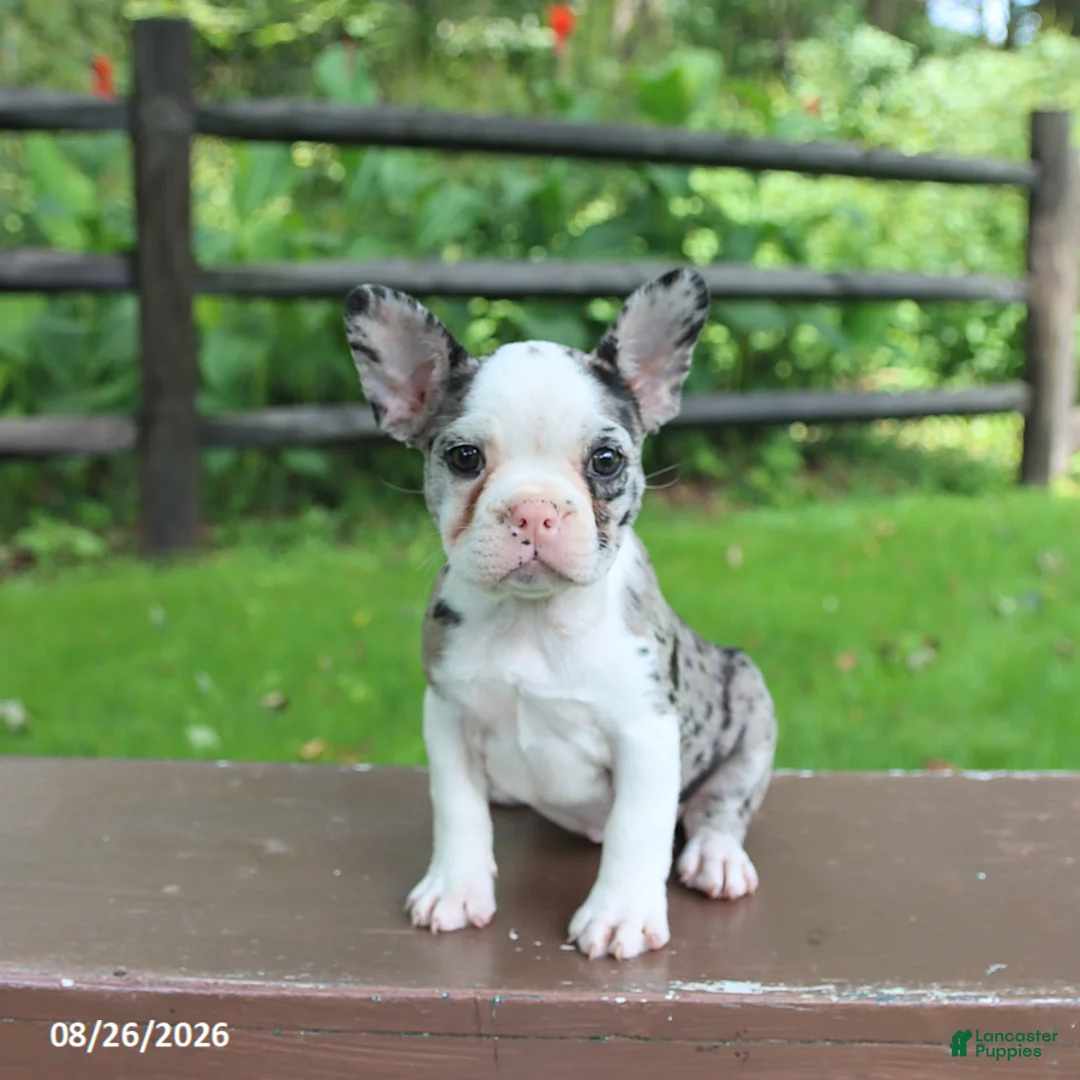 Frenchton dogs for sale: Kayla - Ad 2