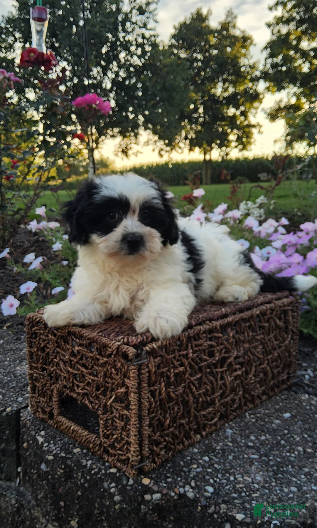 Teddy Bear dogs for sale: Connie - Ad 2
