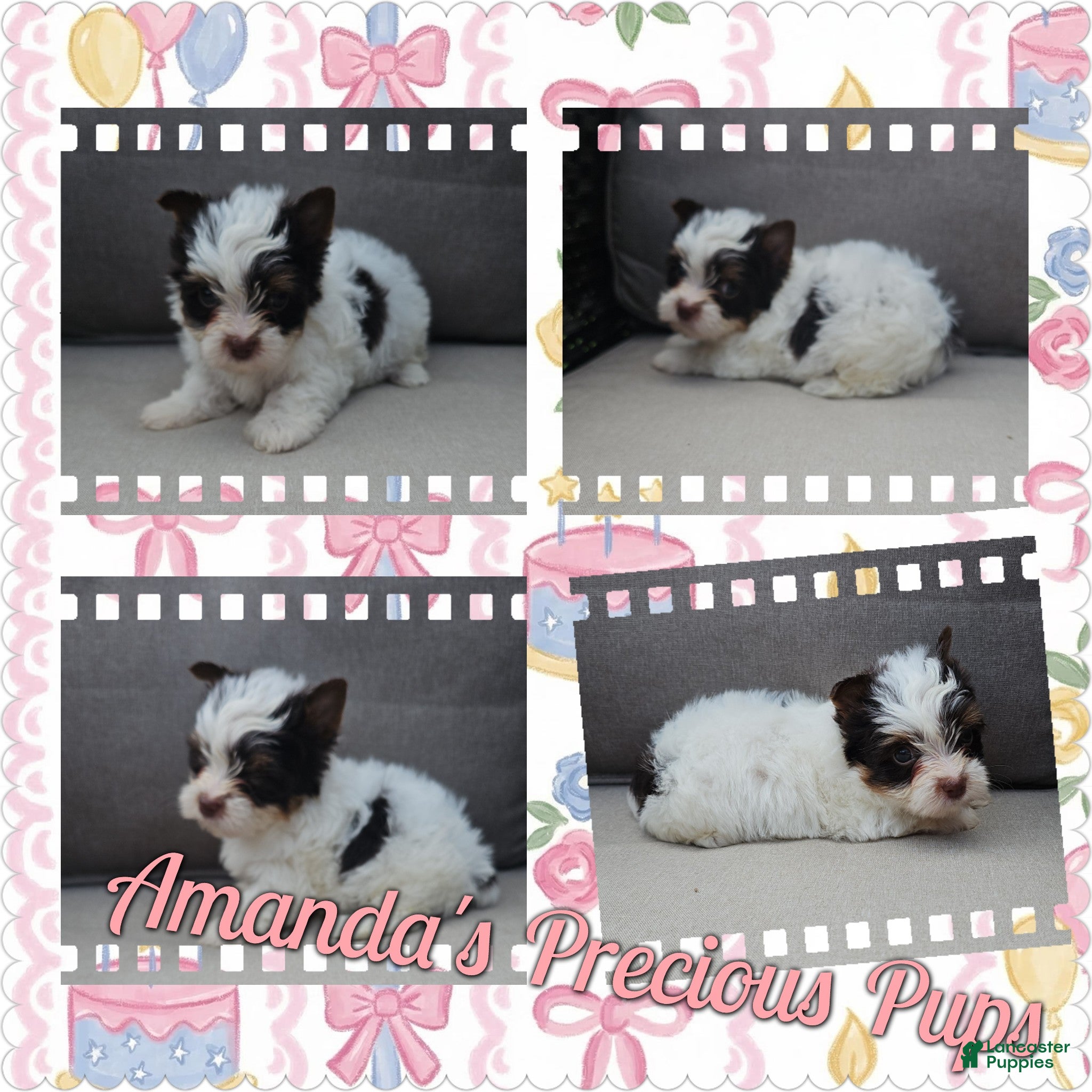 Yorkshire Terrier dogs Olivia - Ad 30