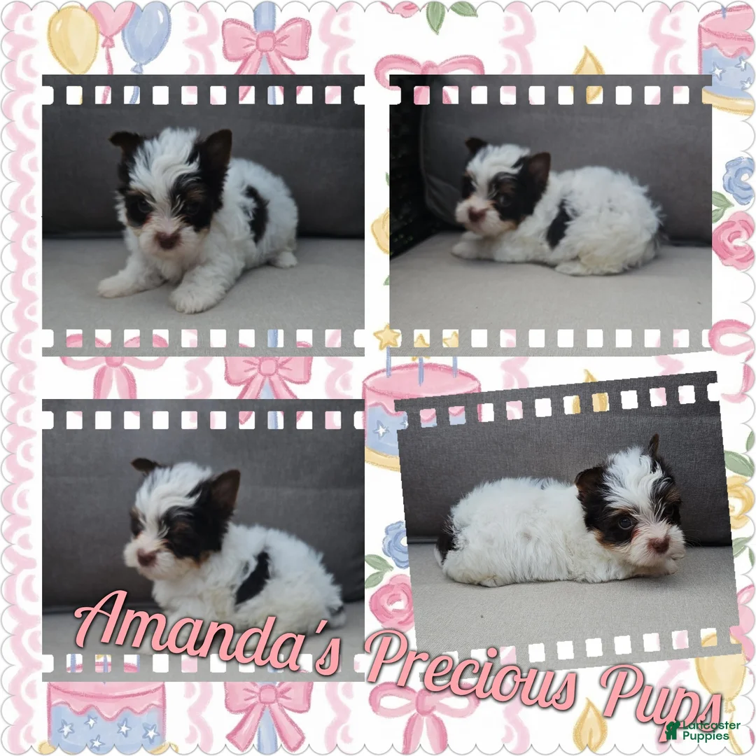 Yorkshire Terrier dogs for sale: Olivia - Ad 1