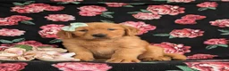 Golden Retriever dogs for sale: Zia AKC Reg - Ad 1