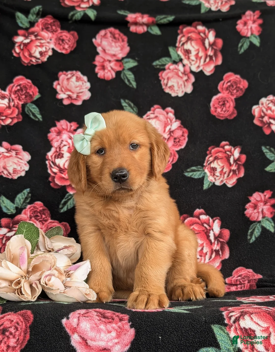 Golden Retriever dogs for sale: Zia AKC Reg - Ad 1