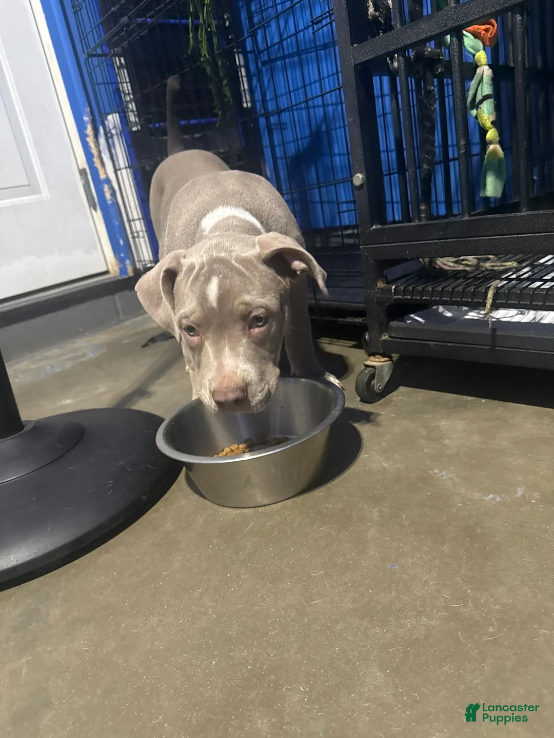 American Bully dogs for sale: American Bully 2 - Ad 1