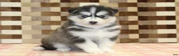 Pomsky dogs for sale: Waldo - Ad 4