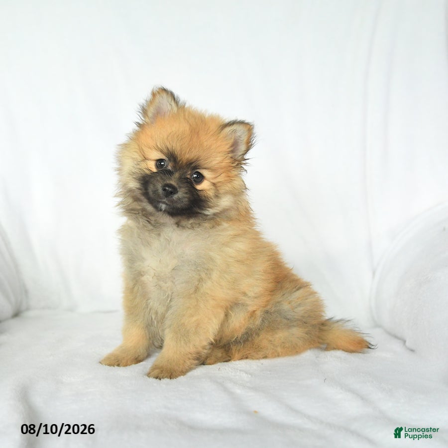 Pomeranian dogs Pal  - Ad 2