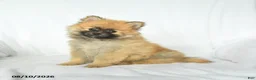 Pomeranian dogs for sale: Pal  - Ad 2