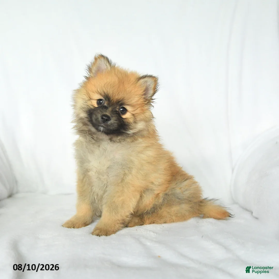 Pomeranian dogs for sale: Pal  - Ad 2