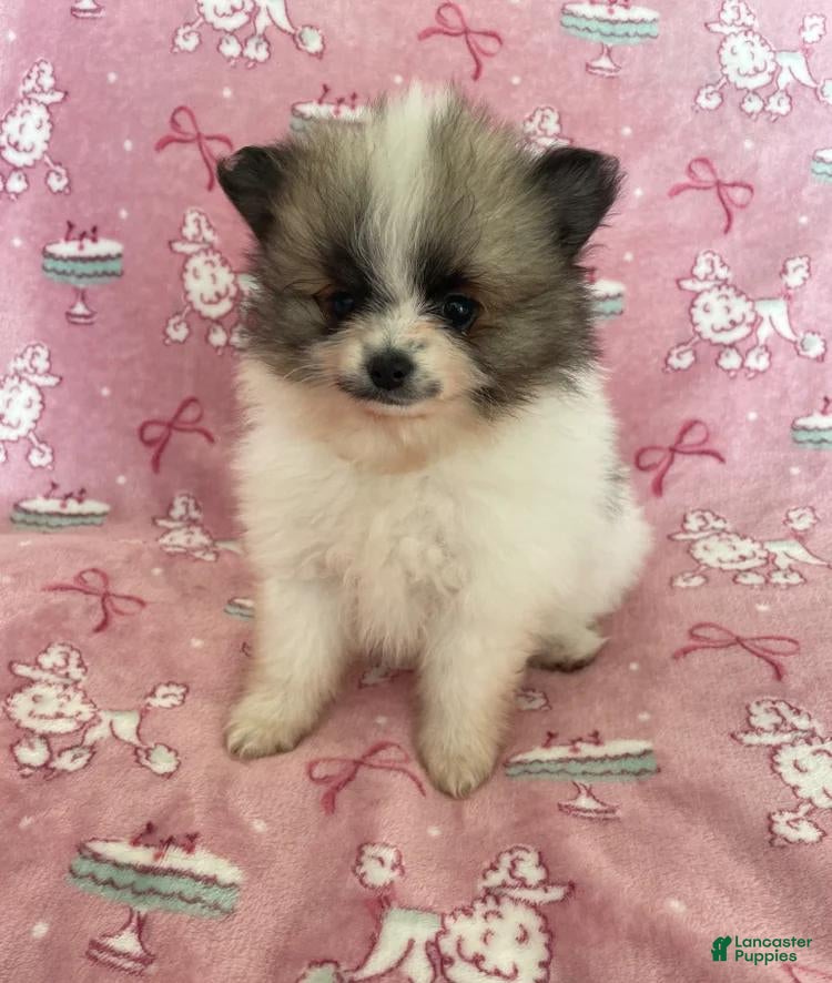Pomeranian dogs  Sam - Ad 19
