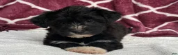 Yochon dogs for sale: Dixie - Ad 10