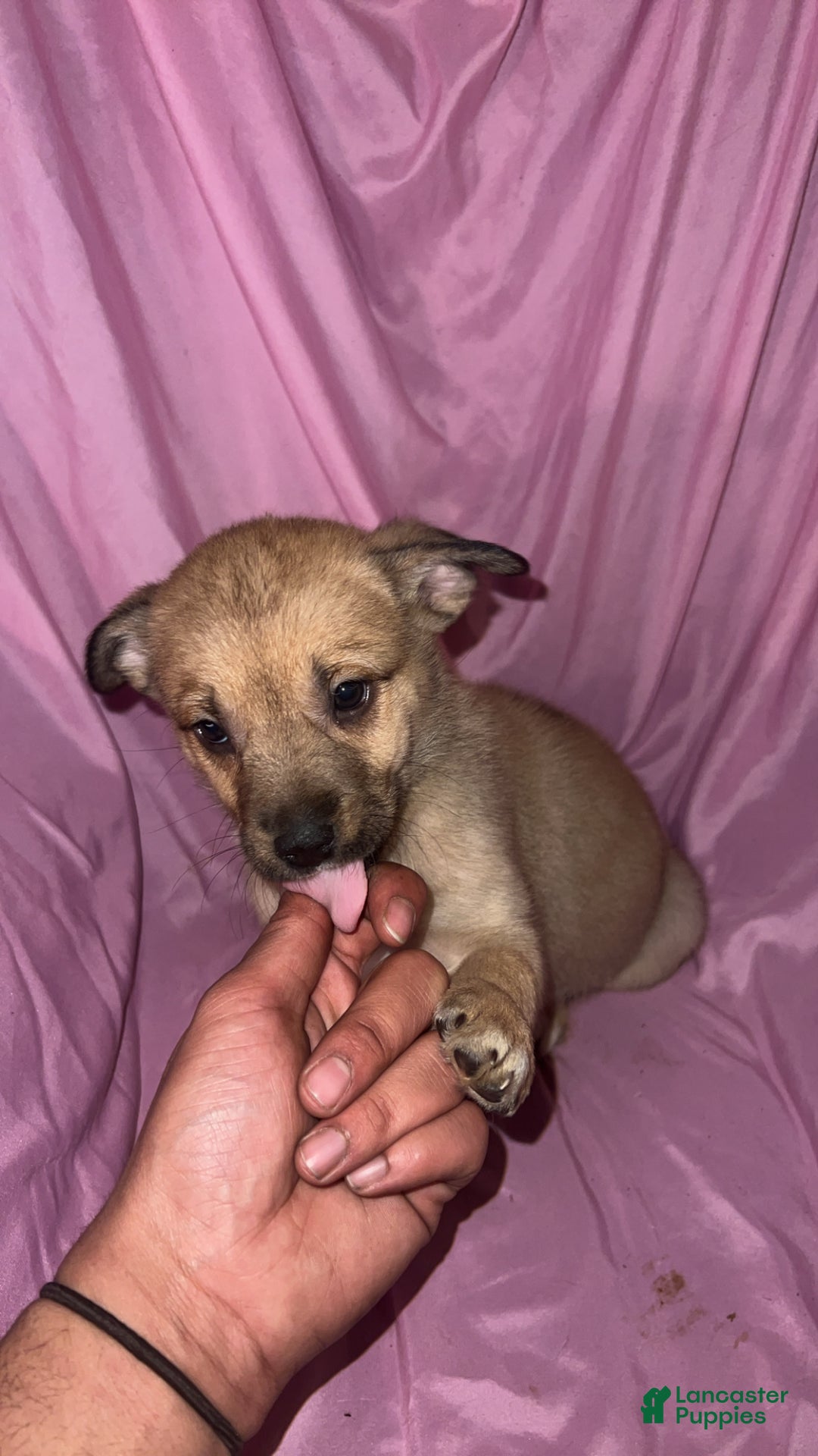 Mixed Breed dogs for sale: Girl 2 - Ad 4